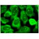 EGFL8 Antibody (F-6) - Immunofluorescence - Image 282700 