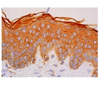 EGFL8 Antibody (F-6) - Immunohistochemistry - Image 310447 