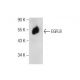 EGFL8 Antibody (F-6) - Western Blotting - Image 260693