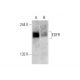 EGFR Antibody (3H2094) - Western Blotting - Image 139536 