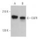 EGFR Antibody (3H2094) - Western Blotting - Image 364744