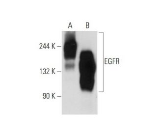 EGFR Antibody (528) - Western Blotting - Image 129528 
