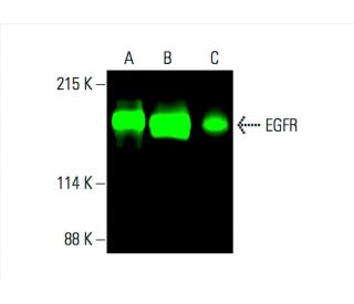 EGFR Antibody (A-10) - Western Blotting - Image 392271 