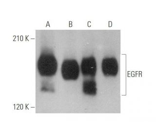 EGFR Antibody (C-2) - Western Blotting - Image 349943 