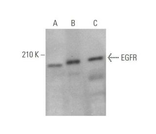 EGFR Antibody (D-8) - Western Blotting - Image 349913 
