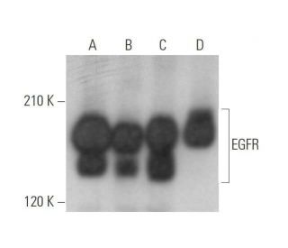 EGFR Antibody (E-8) - Western Blotting - Image 352831 