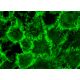 EGFR Antibody (EGFR.1) - Immunofluorescence - Image 370922