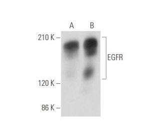 EGFR Antibody (F-2) - Western Blotting - Image 333677 