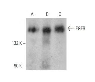 EGFR Antibody (F-9) - Western Blotting - Image 352841 
