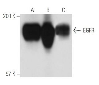EGFR Antibody (F4) - Western Blotting - Image 13593 