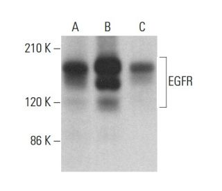 EGFR Antibody (G-3) - Western Blotting - Image 377575 