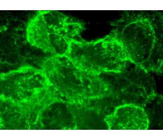 EGFR Antibody (R-1) - Immunofluorescence - Image 370921 