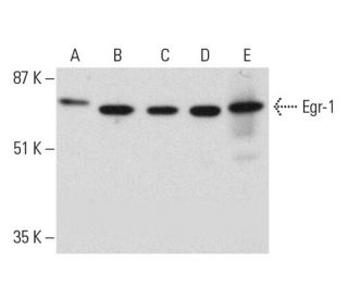 EGR1 Antibody (B-6) - Western Blotting - Image 391873 
