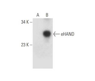 eHAND Antibody (B-4) - Western Blotting - Image 332796 