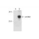eHAND Antibody (B-4) - Western Blotting - Image 332796 
