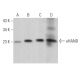 eHAND Antibody (B-4) - Western Blotting - Image 363848