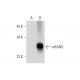 eHAND Antibody (E-6) - Western Blotting - Image 333756