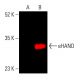 eHAND Antibody (F-7) - Western Blotting - Image 403717