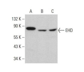 EHD Antibody (E-5) - Western Blotting - Image 379847 