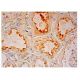 EHD Antibody (F-11) - Immunohistochemistry - Image 302260 