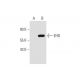 EHD Antibody (F-11) - Western Blotting - Image 289466