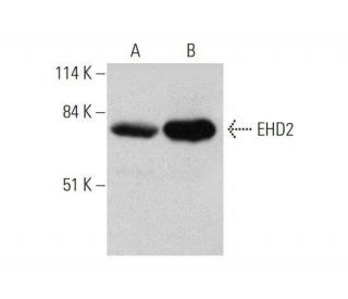 EHD2 Antibody (G-3) - Western Blotting - Image 351685 