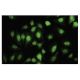 EHD2 Antibody (L-05) - Immunofluorescence - Image 35658