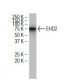 EHD2 Antibody (L-05) - Western Blotting - Image 34096 