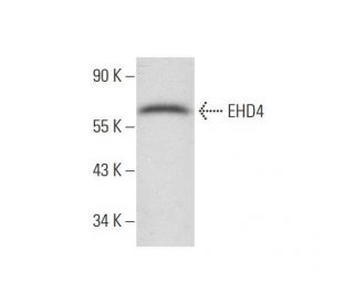 EHD4 Antibody (E-2) - Western Blotting - Image 298644 