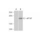 eIF1AY Antibody (1B4) - Western Blotting - Image 352169 