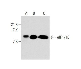eIF1/1B Antibody (B-2) - Western Blotting - Image 305911