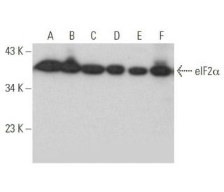 eIF2α Antibody (D-3) - Western Blotting - Image 352797