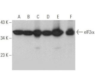 eIF2&alpha; Antibody (G-12) - Western Blotting - Image 352798 