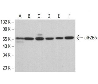 eIF2Bδ Antibody (P-6) - Western Blotting - Image 383118