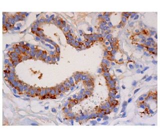 eIF2B&alpha; Antibody (C-11) - Immunohistochemistry - Image 284929 