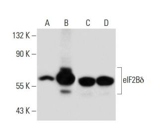 eIF2B&delta; Antibody (P-6) - Western Blotting - Image 134899 
