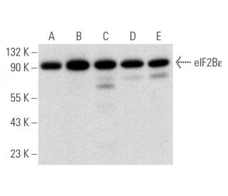 eIF2B&epsilon; Antibody (H-9) - Western Blotting - Image 314180 