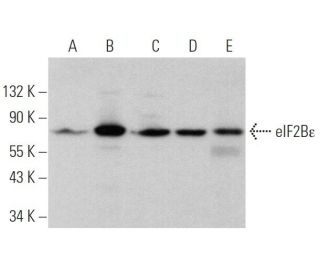 eIF2B&epsilon; Antibody (P-7) - Western Blotting - Image 373184 