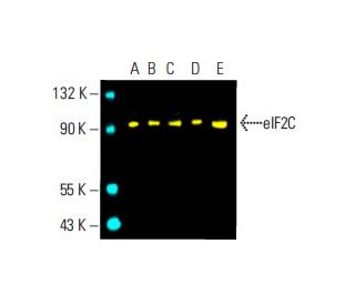 eIF2C Antibody (B-3) - Western Blotting - Image 395841 
