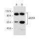 eIF2C4 Antibody (E-7) - Western Blotting - Image 149522 