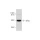 eIF3ε Antibody (C-10) - Western Blotting - Image 289983