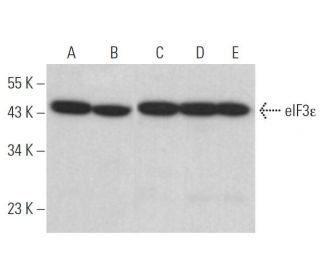 eIF3&epsilon; Antibody (C-10) - Western Blotting - Image 371501 