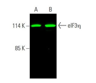 eIF3η Antibody (C-5) - Western Blotting - Image 386988