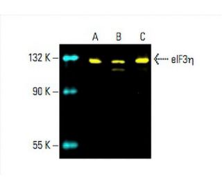 eIF3η Antibody (C-5) - Western Blotting - Image 392745