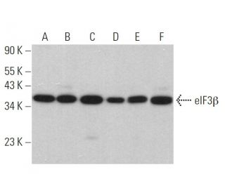 eIF3&beta; Antibody (A-7) - Western Blotting - Image 359299 