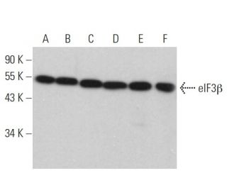 eIF3&beta; Antibody (B-6) - Western Blotting - Image 359296 
