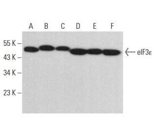 eIF3&epsilon; Antibody (H-4) - Western Blotting - Image 382045 