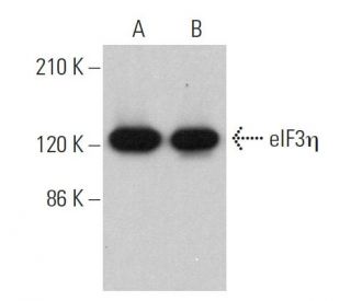 eIF3&eta; Antibody (C-5) - Western Blotting - Image 359365 