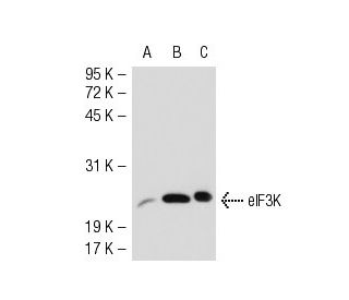 eIF3K Antibody (2313C2a) - Western Blotting - Image 51749 