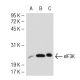 eIF3K Antibody (2313C2a) - Western Blotting - Image 51749 